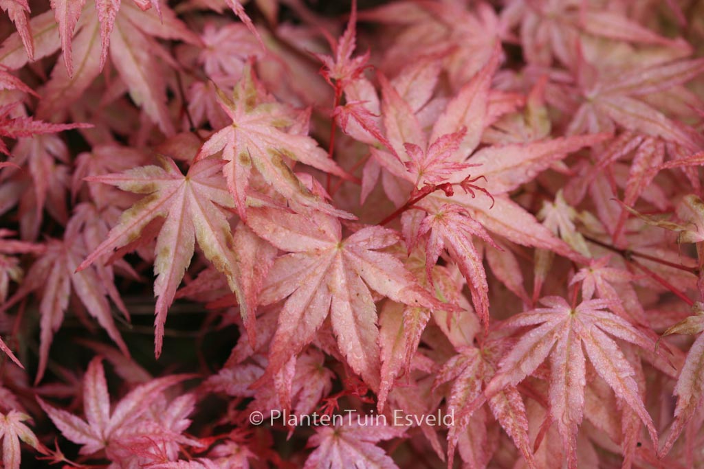 Acer palmatum ‘Beni-tsukasa’