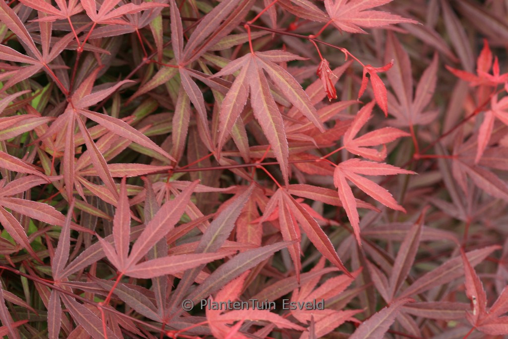 Acer palmatum ‘Beni-ubi-gohon’