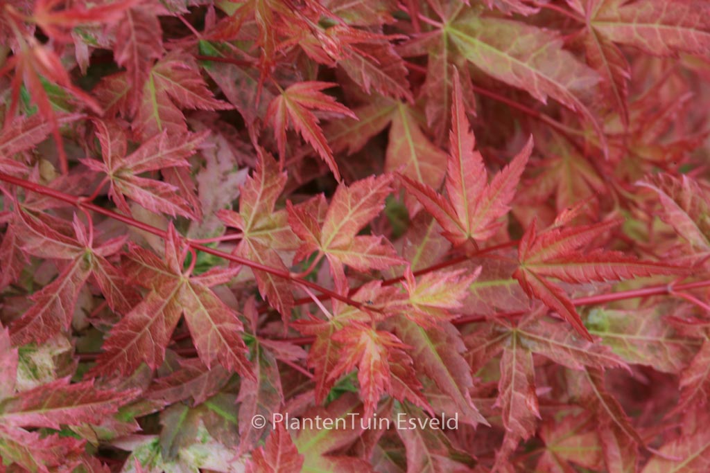 Acer palmatum ‘Beni-zuru’