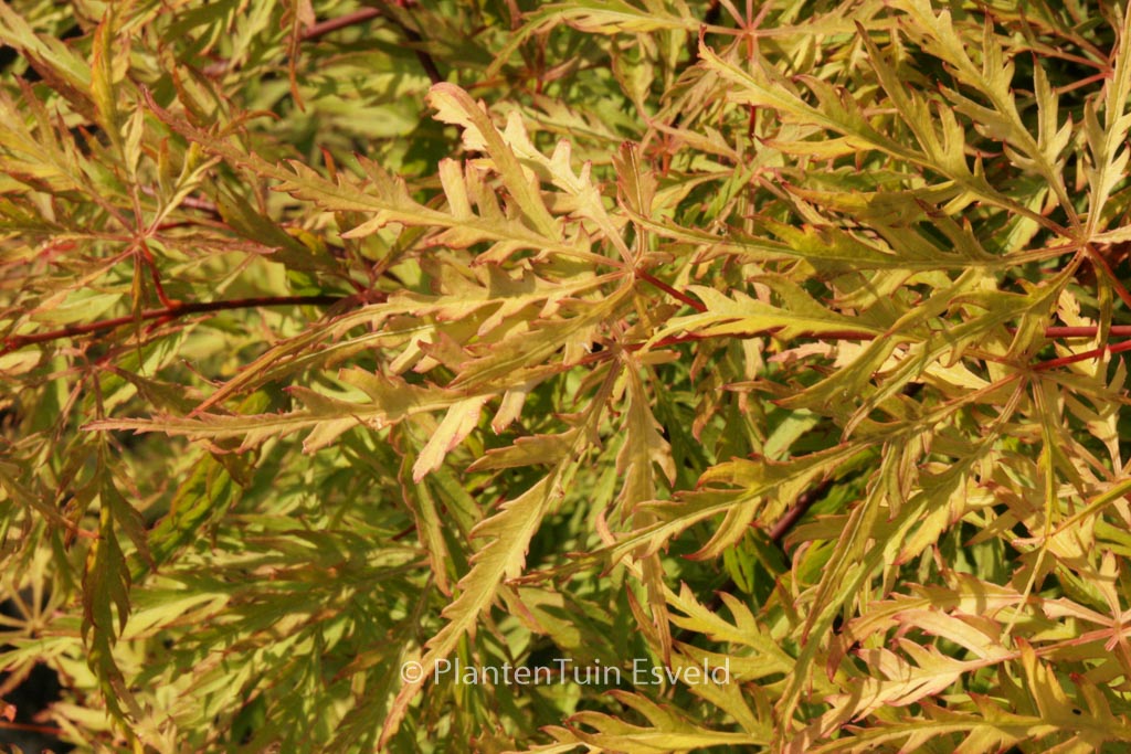 Acer palmatum ‘Berrima Bridge’