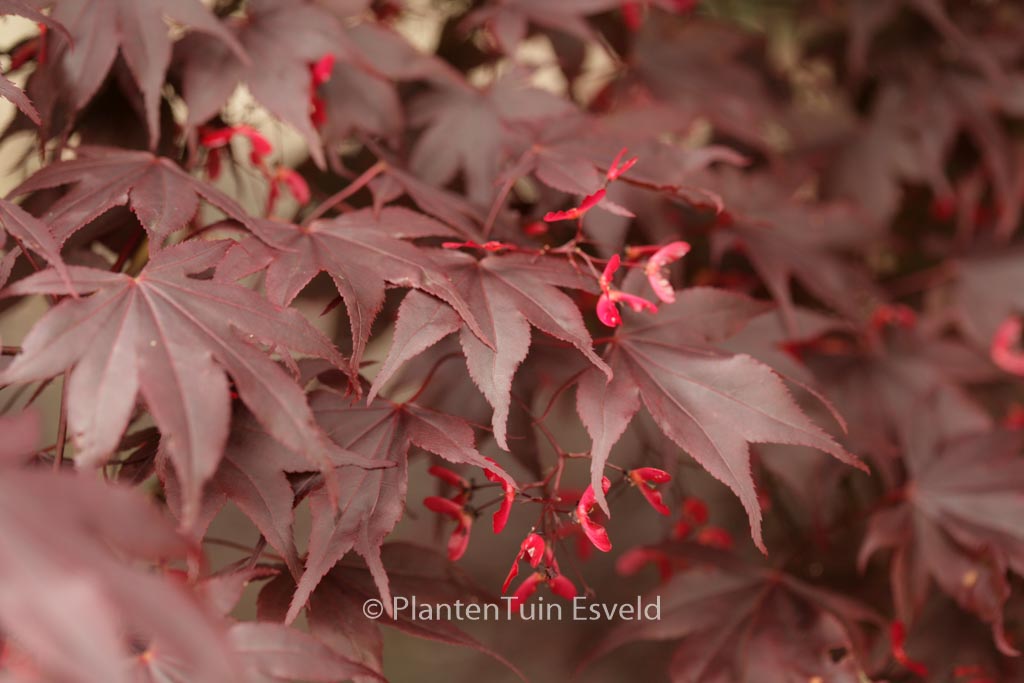 Acer palmatum ‘Bloodgood’