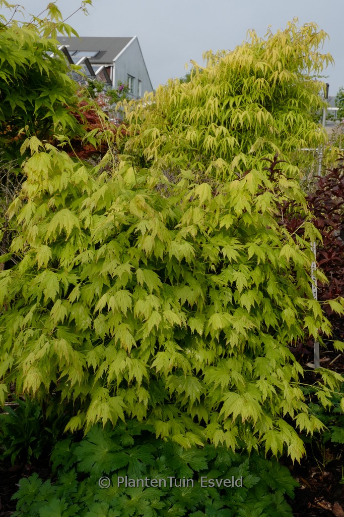 Acer palmatum ‘Bob’s Big Green’