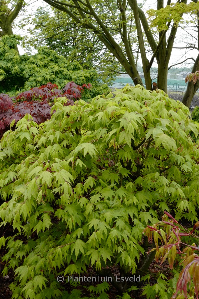 Acer palmatum ‘Bonnie Bergman’
