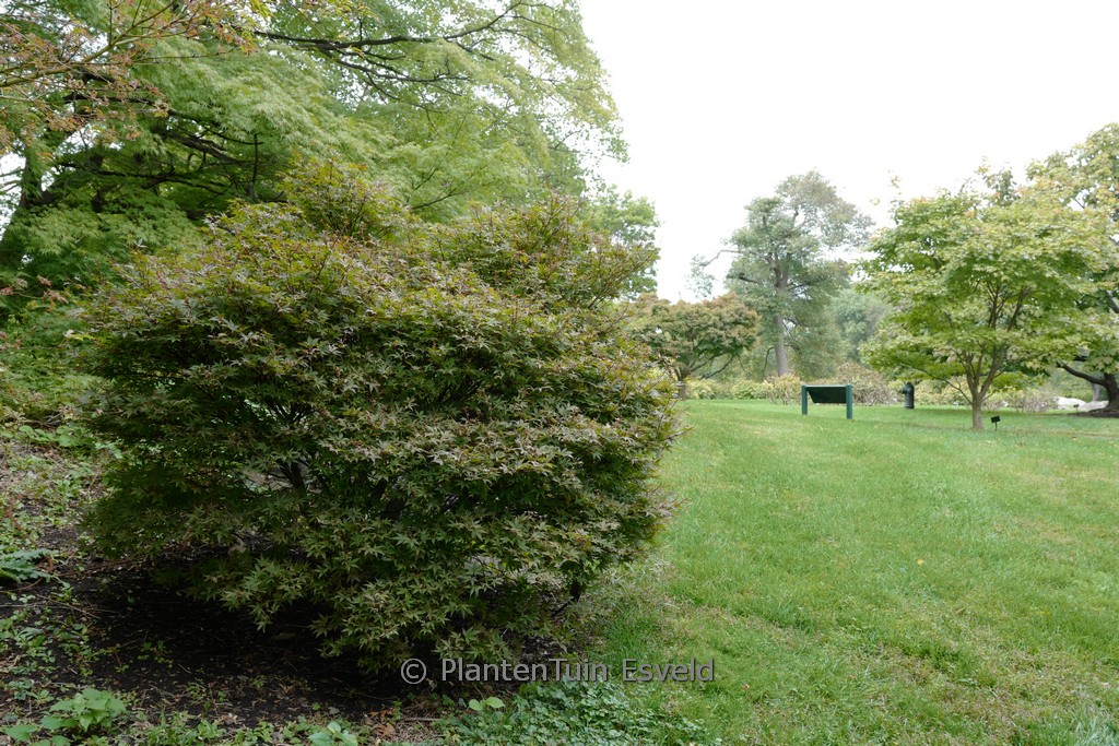 Acer palmatum ‘Brandt’s Dwarf’