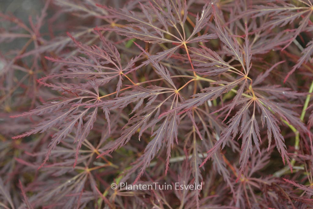 Acer palmatum ‘Brocade’