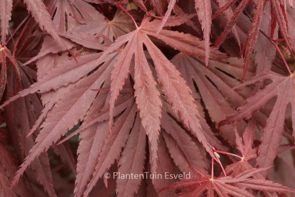 Acer palmatum ‘Bujo-ji’