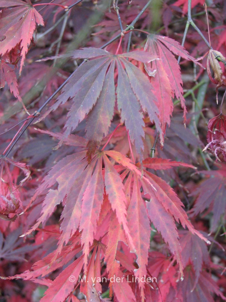 Acer palmatum ‘Burgundy Lace’