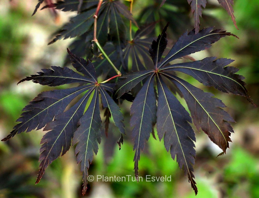 Acer palmatum ‘Burgundy Lime’