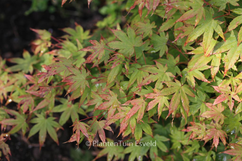Acer palmatum ‘Caperci Dwarf’