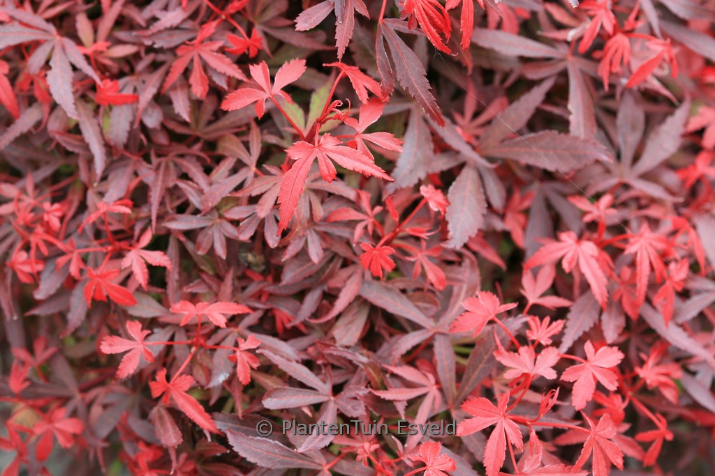 Acer palmatum ‘Carll’s Corner Broom’