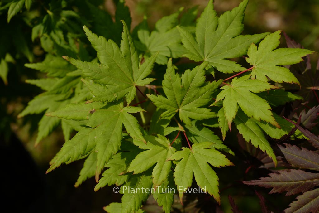 Acer palmatum ‘Charlotte-Helene’