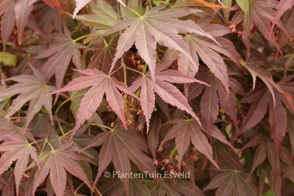 Acer palmatum ‘Chikuma-no’