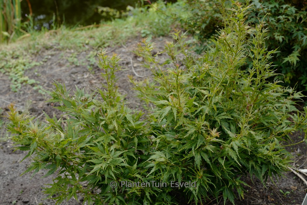 Acer palmatum ‘Chiri-hime’
