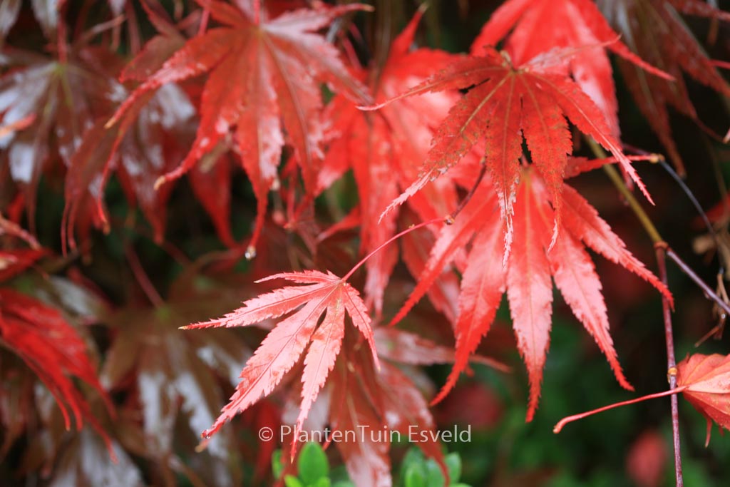 Acer palmatum ‘Chitose-yama’