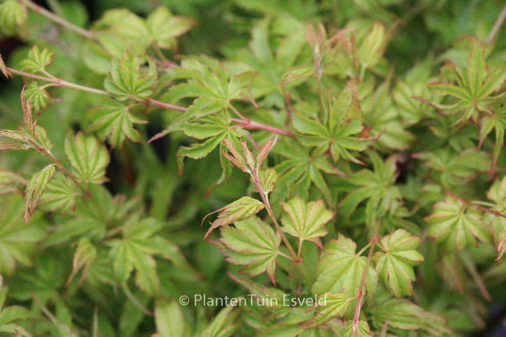 Acer palmatum ‘Chiyo-hime’