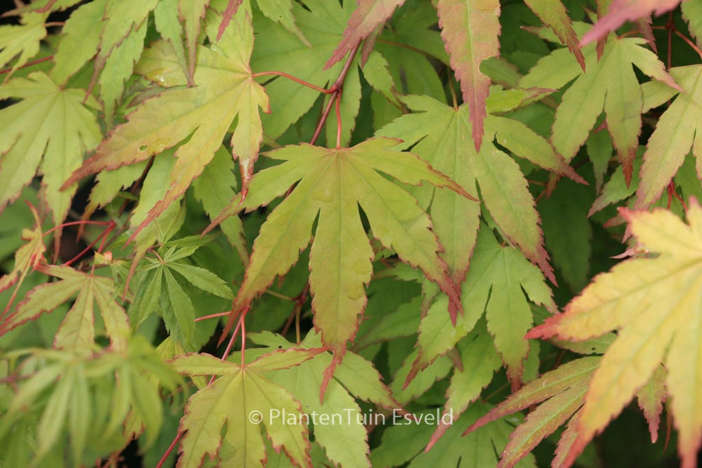 Acer palmatum ‘Chūgū-ji’