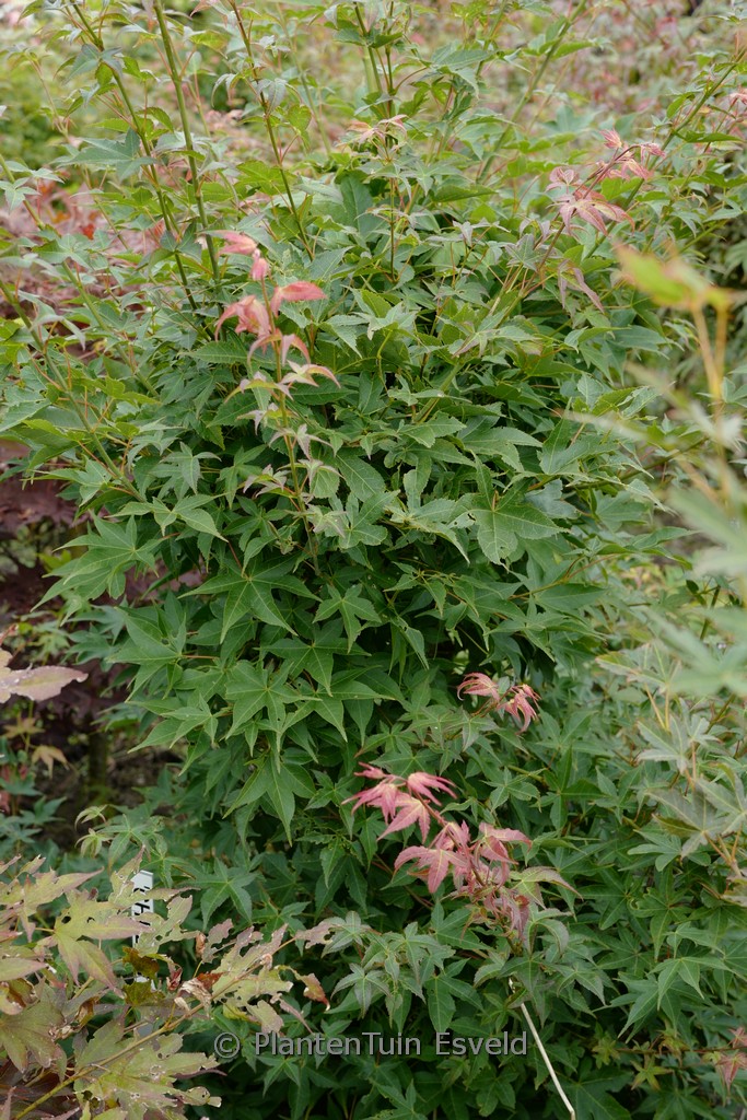 Acer palmatum ‘Chuzen-ji’