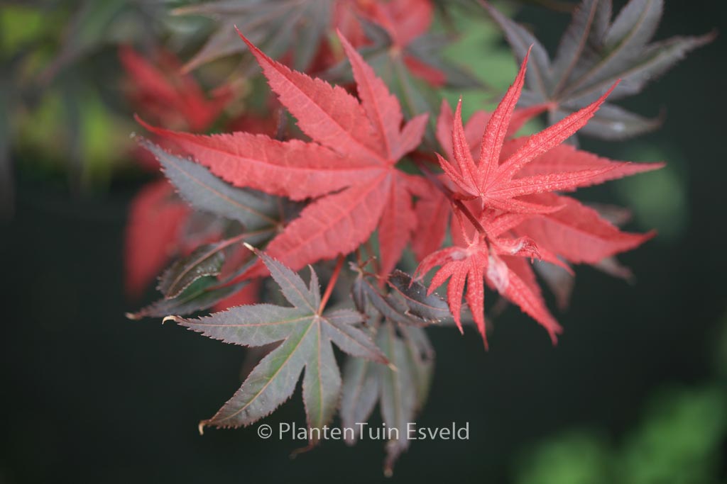 Acer palmatum ‘Cindy’
