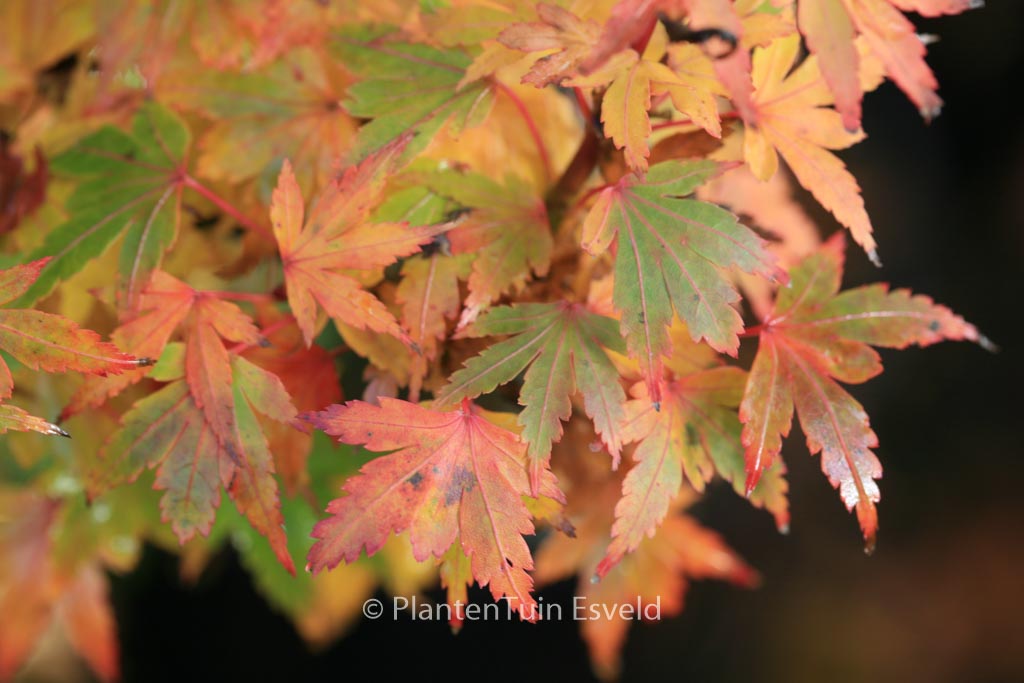 Acer palmatum ‘Coonara Pygmy’