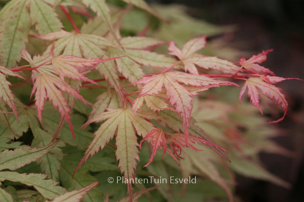 Acer palmatum ‘Coral Pink’