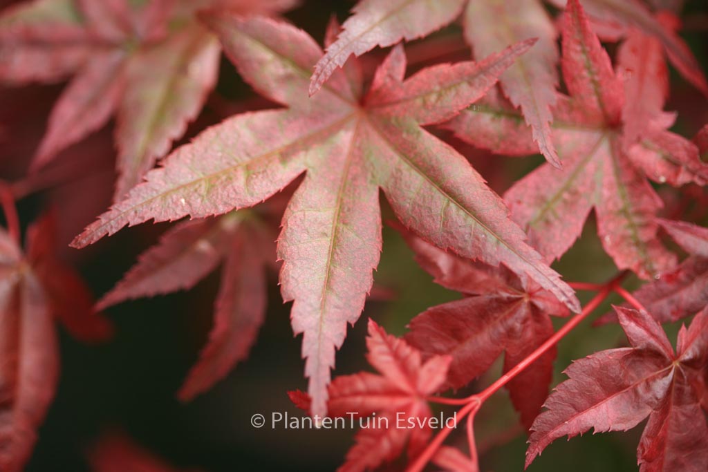Acer palmatum ‘Corallinum’