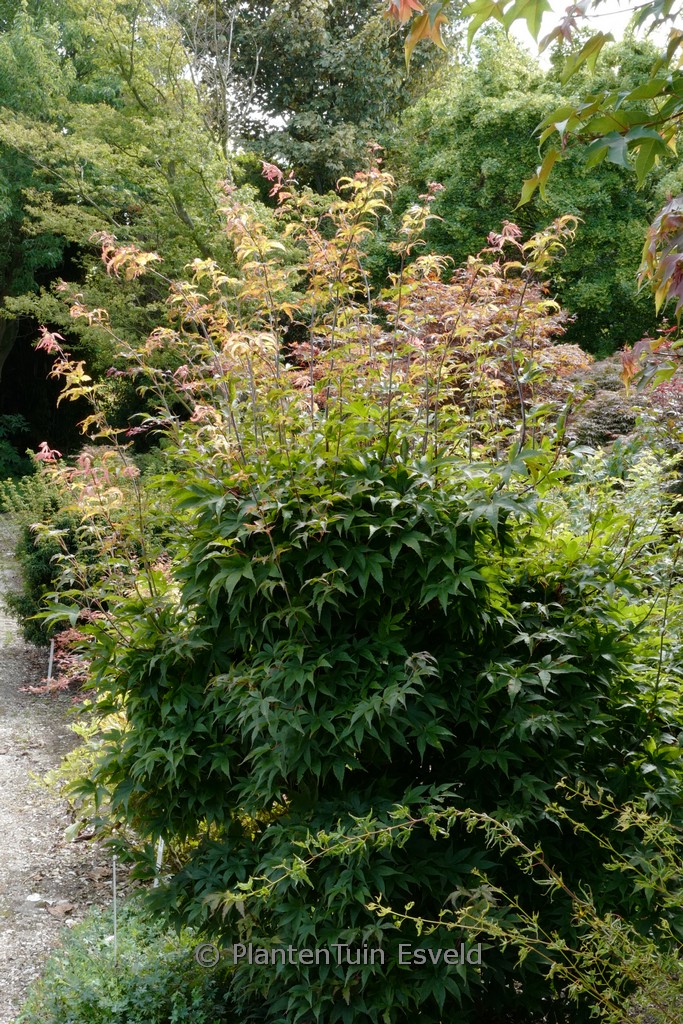 Acer palmatum ‘Coupe Soleil’