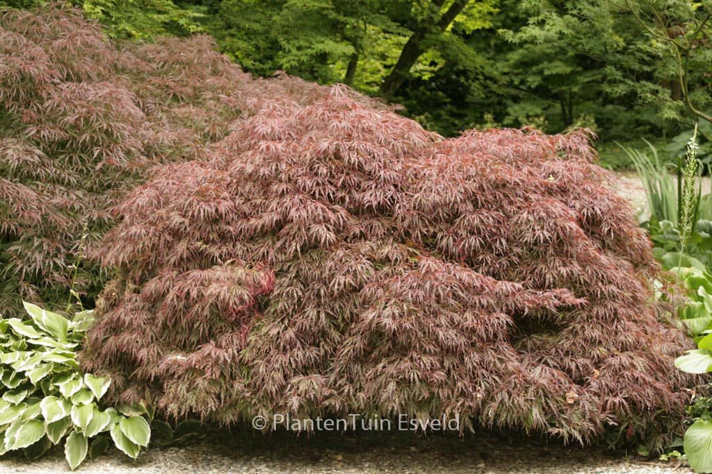 Acer palmatum ‘Crimson Queen’