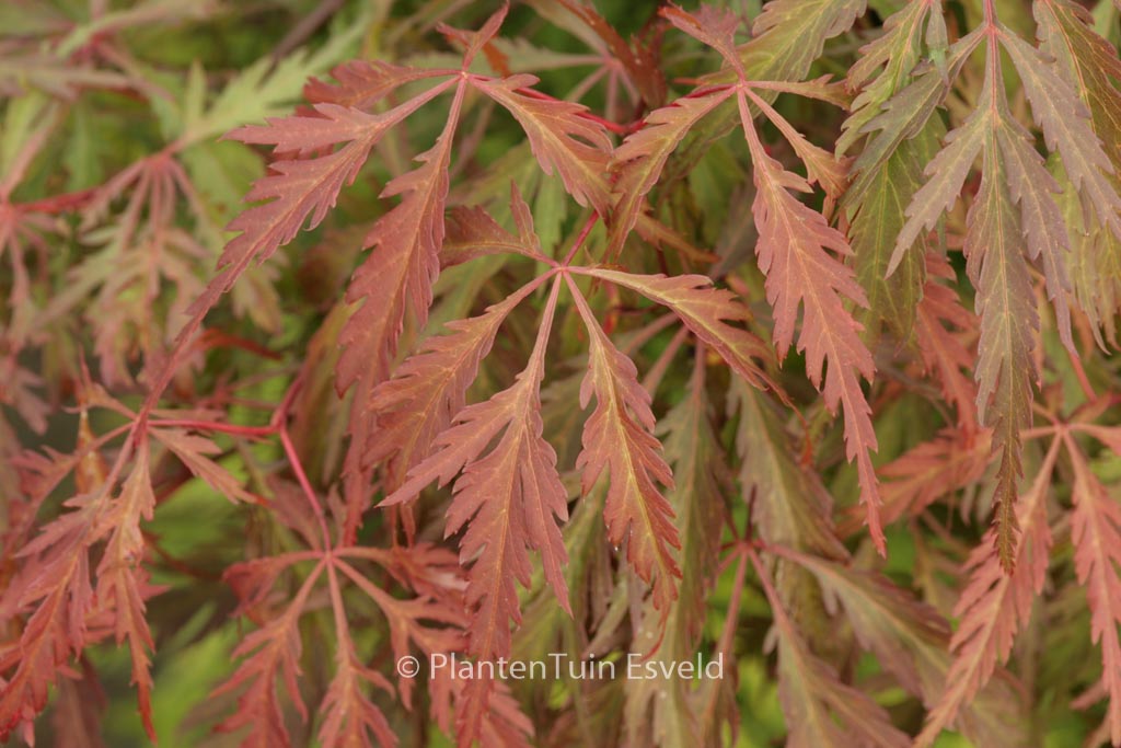 Acer palmatum ‘Dai’
