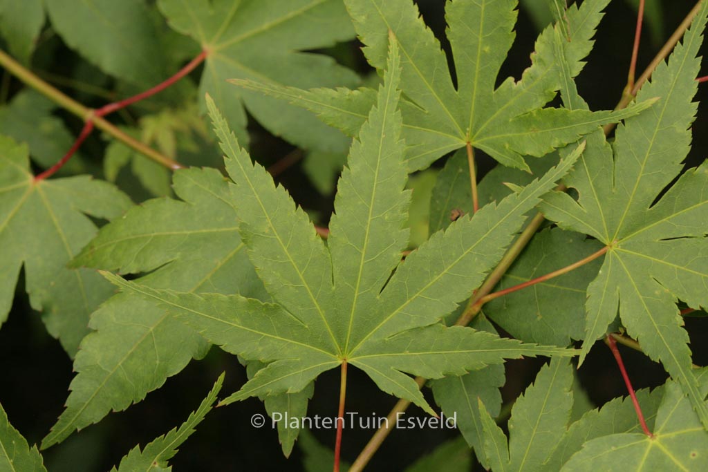Acer palmatum ‘Dave Verkade’