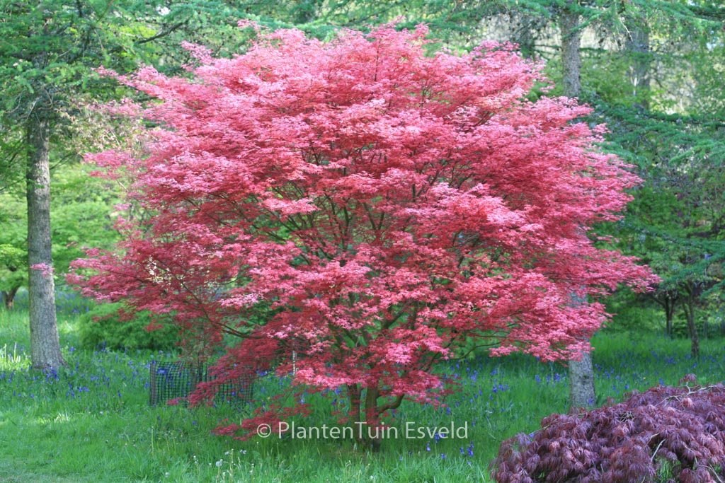 Acer palmatum ‘De-shohjoh’