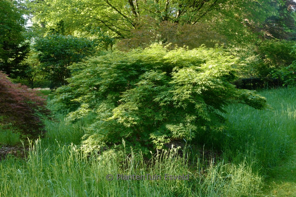 Acer palmatum ‘Diana’