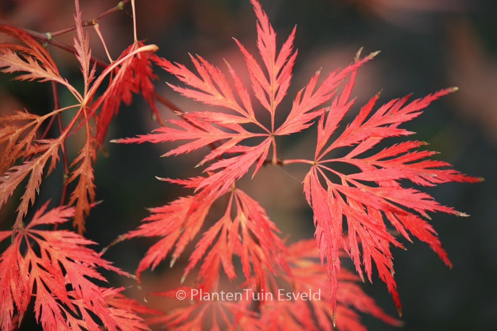 Acer palmatum ‘Dr. Baker’
