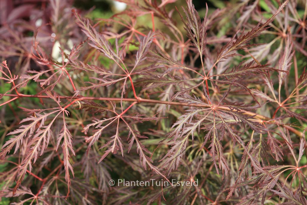 Acer palmatum ‘Dr. Brown’