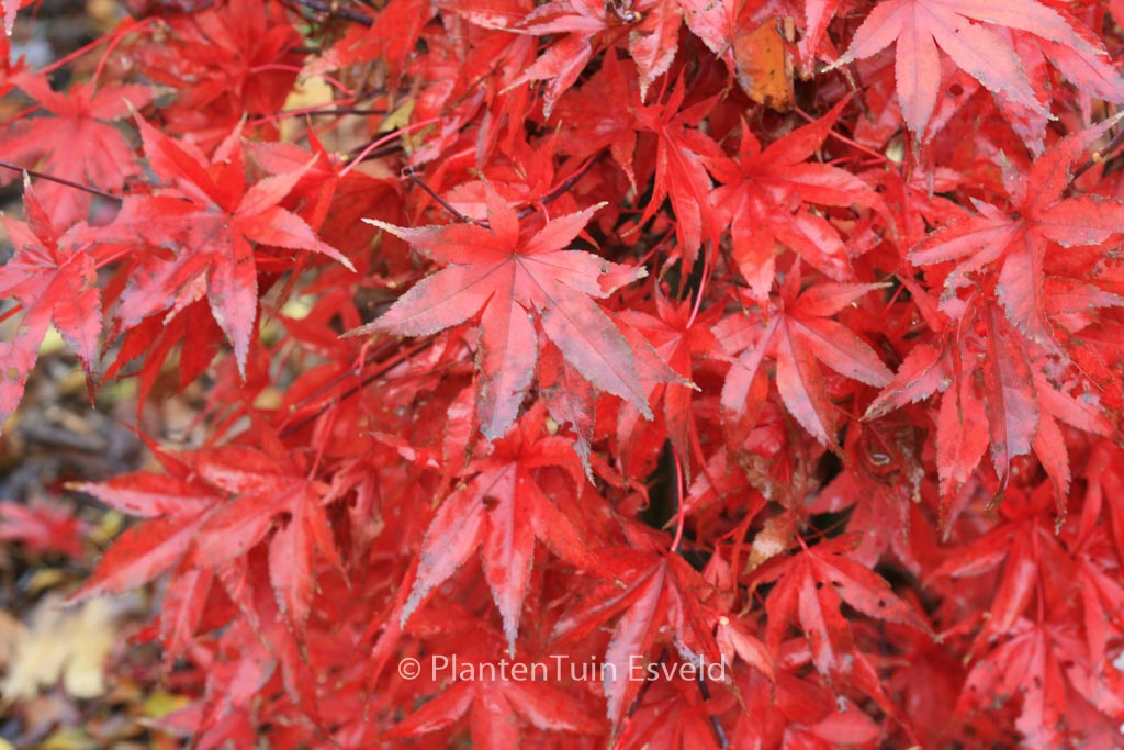 Acer palmatum ‘Dr. Tilt’
