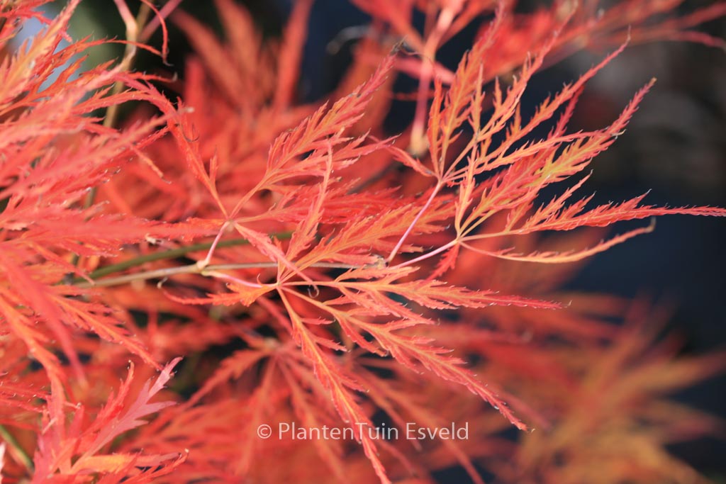 Acer palmatum ‘Dragon’s Fire’