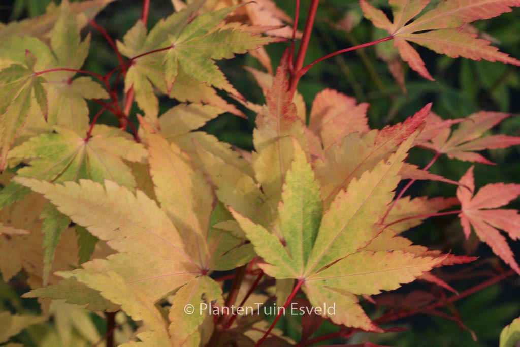 Acer palmatum ‘Eddisbury’