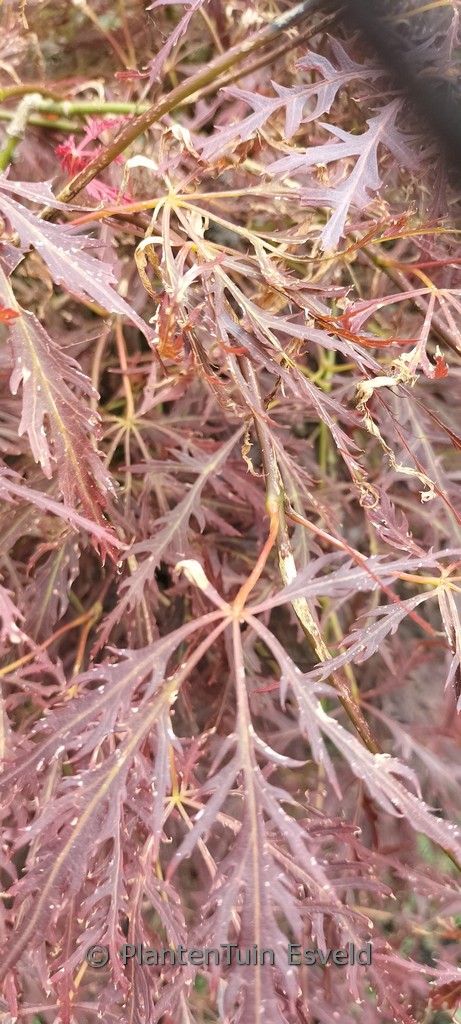Acer palmatum ‘Edgewood’