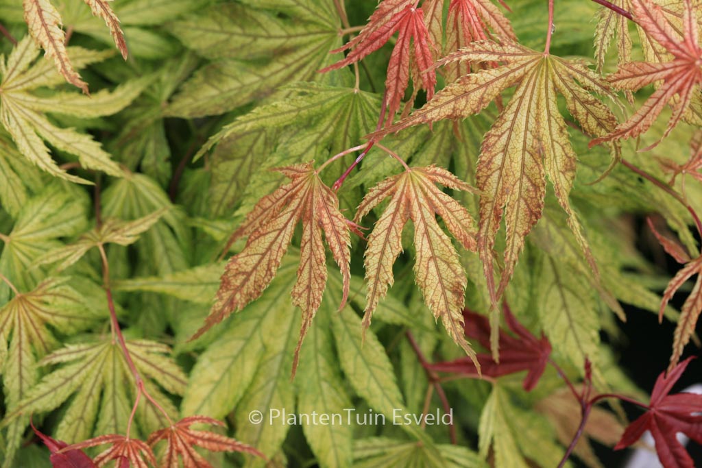 Acer palmatum ‘Elmwood’