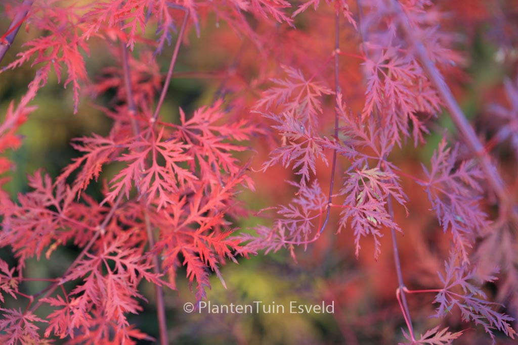 Acer palmatum ‘Emerald Lace’