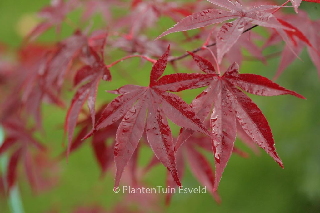 Acer palmatum ‘Emperor I’
