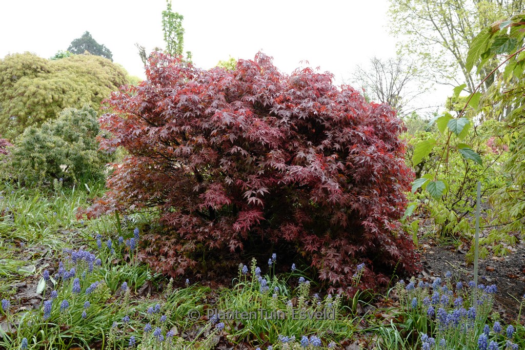 Acer palmatum ‘Englishtown’