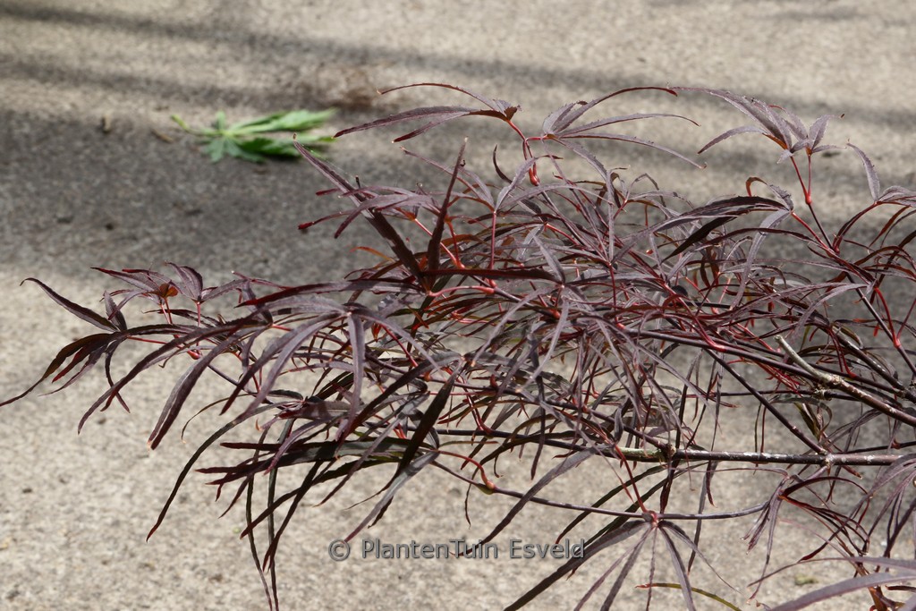 Acer palmatum ‘Enkan’