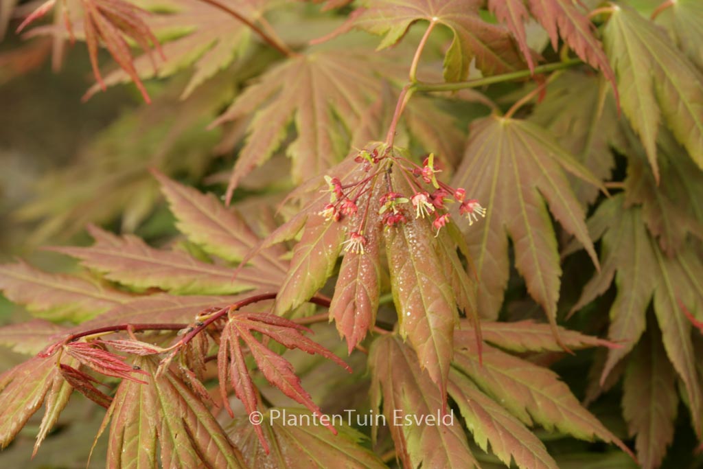 Acer palmatum ‘Ever Autumn’