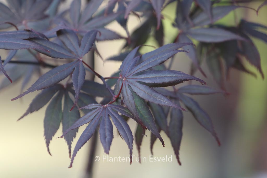 Acer palmatum ‘Ezell’s Red’