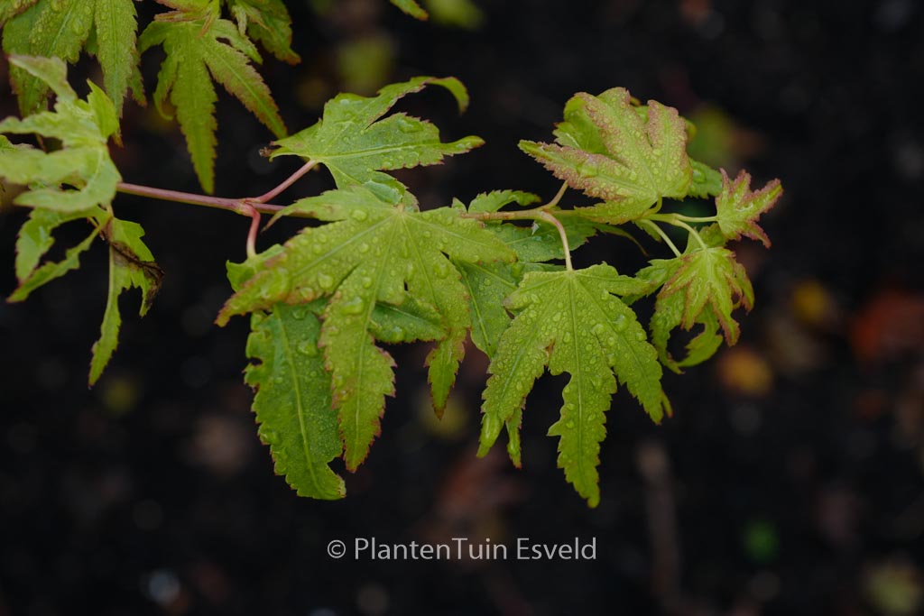 Acer palmatum ‘Fall Red Tips’