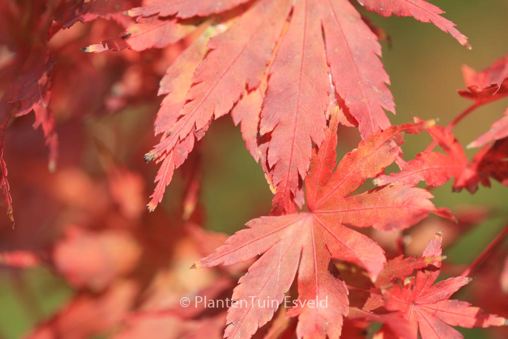 Acer palmatum ‘Fallfire’