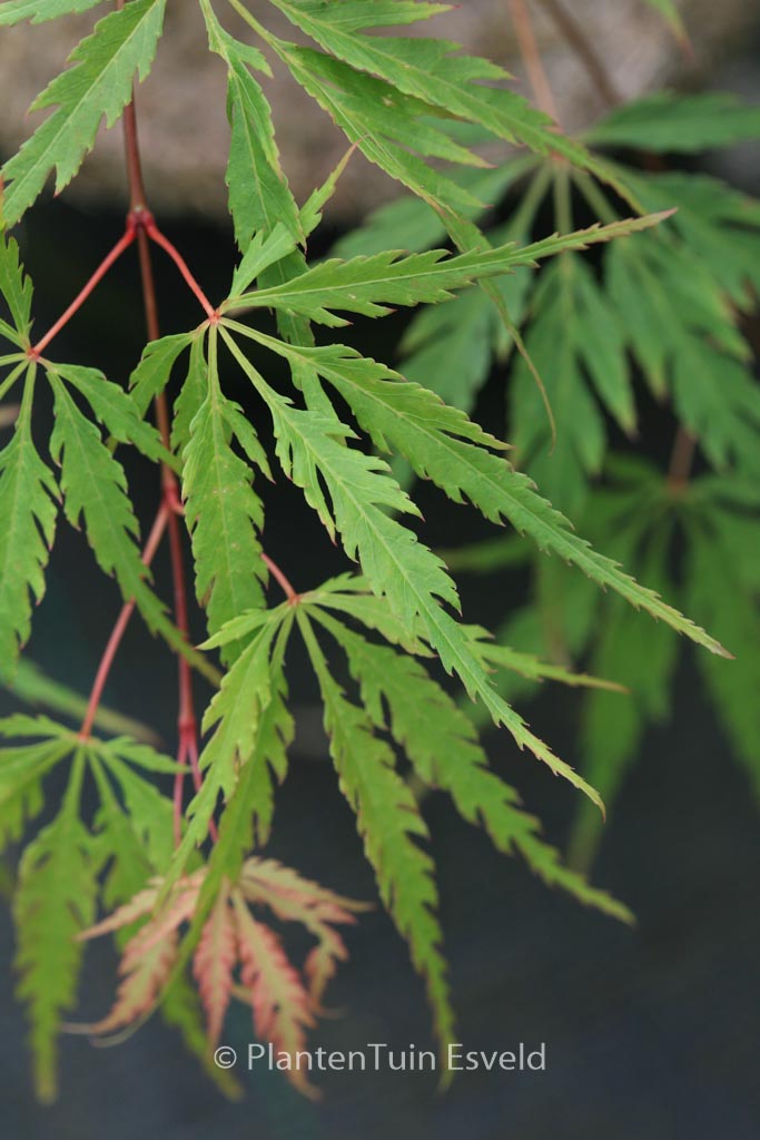 Acer palmatum ‘Faun’