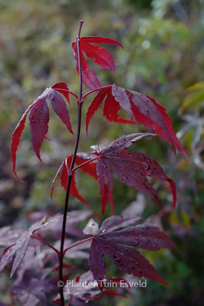 Acer palmatum ‘Fayes Burgundy’
