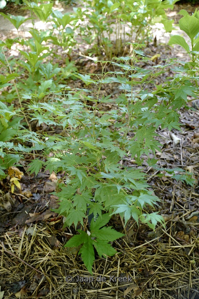 Acer palmatum ‘Festival’