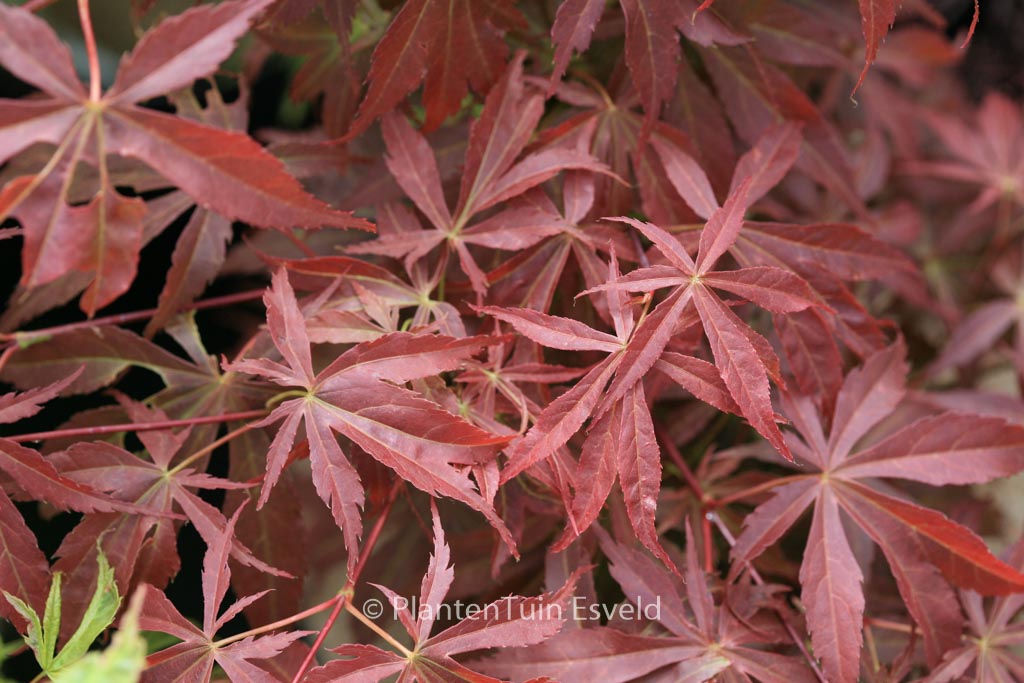Acer palmatum ‘Fior d’Arancio’